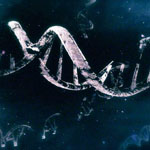 DNA broken by alcohol